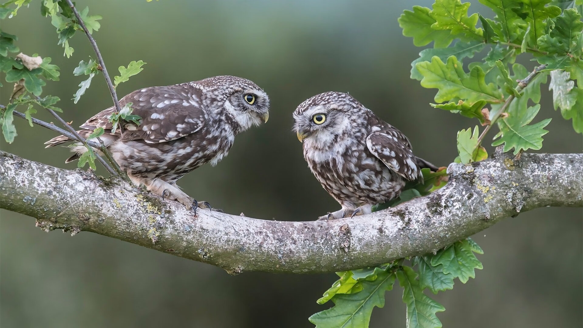 当太阳狙击手对阵骑士铁骑，小贾伦·杰克逊的非典型胜负手辩证法
