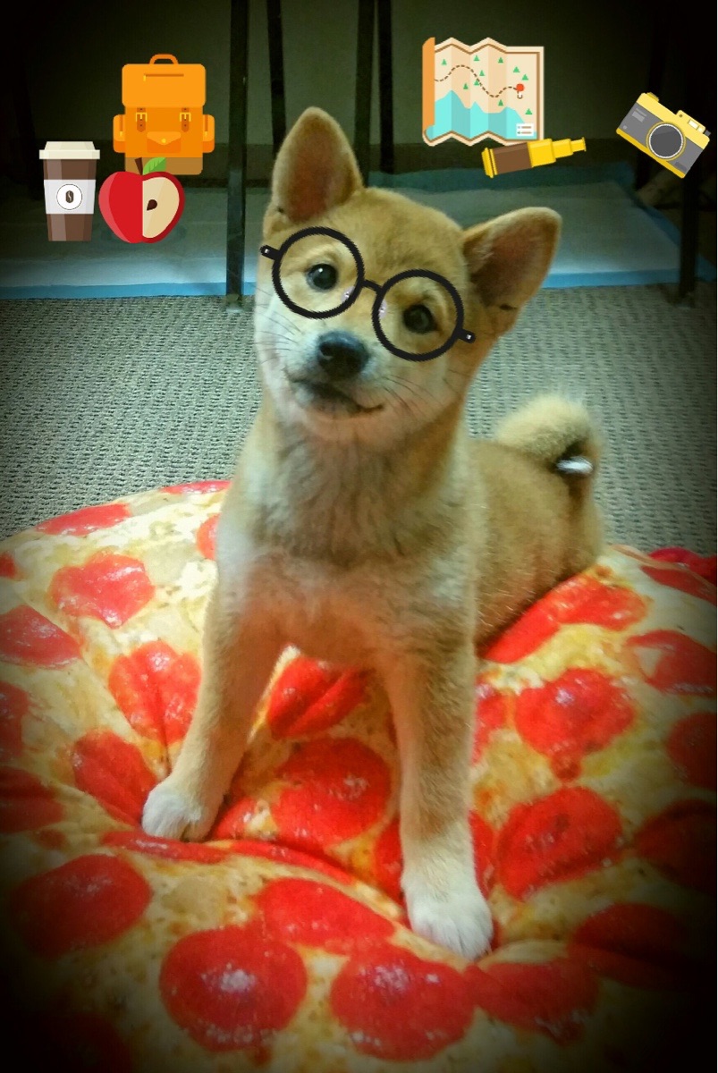 最后一圈，福克斯的三次心跳