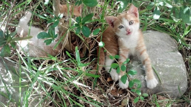 从锁死到接管,埃及防守战术与阿什拉夫街道赛统治的跨界共鸣