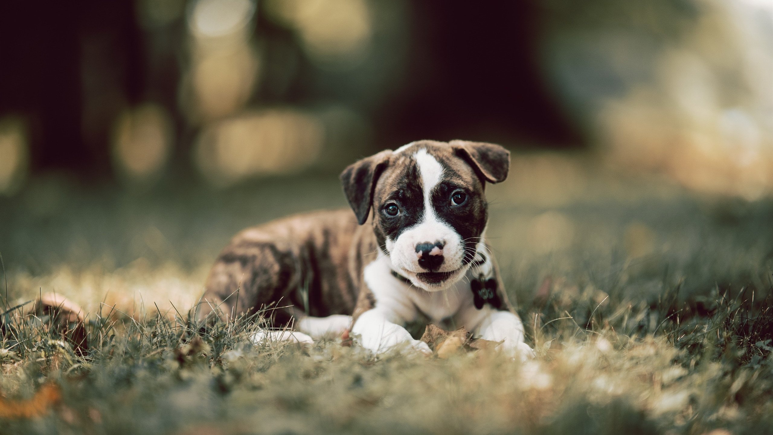 东方铁壁与西方火炮，托尼一击洞穿太极虎