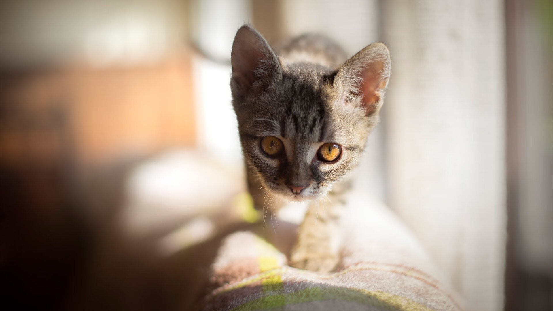 东方铁壁与西方火炮，托尼一击洞穿太极虎