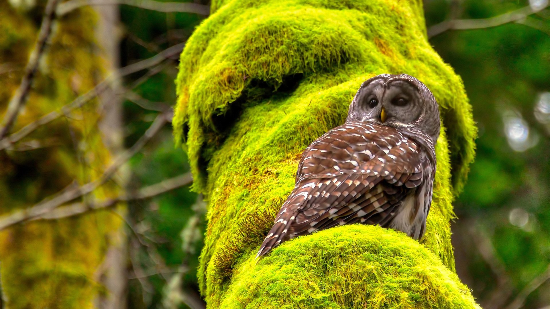 从不可能到不平凡，为什么说热火对火箭这场看似寻常的胜利，定义了一个赛季的高度