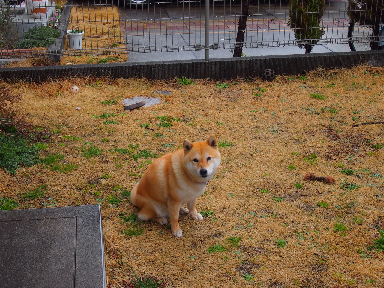 当篮球被金融化，猛龙对阵湖人的交易日志，与米切尔永不掉线的稳定输出