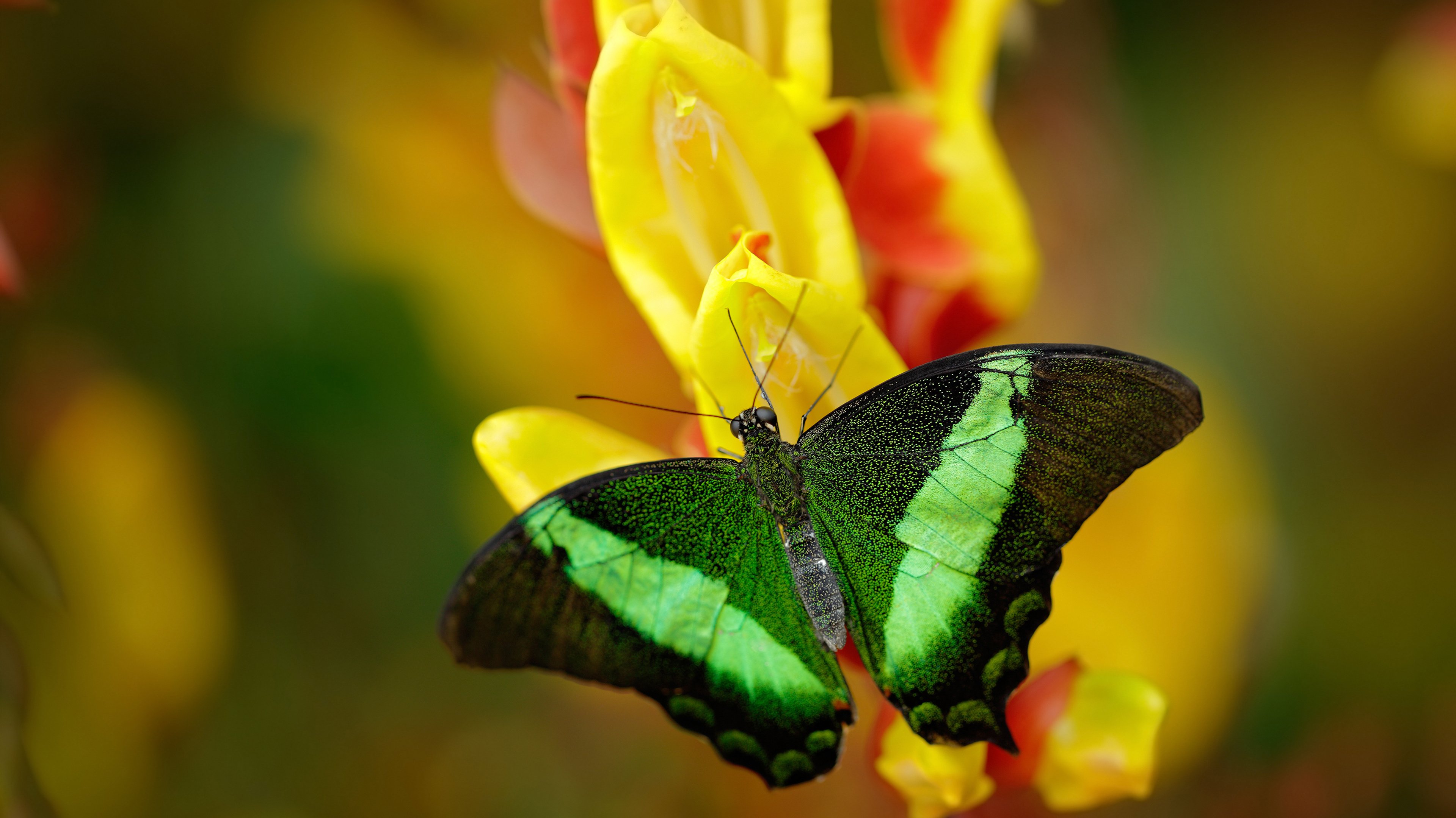 从质疑到膜拜，当布克在奥运前夜的洛杉矶完成接管者觉醒