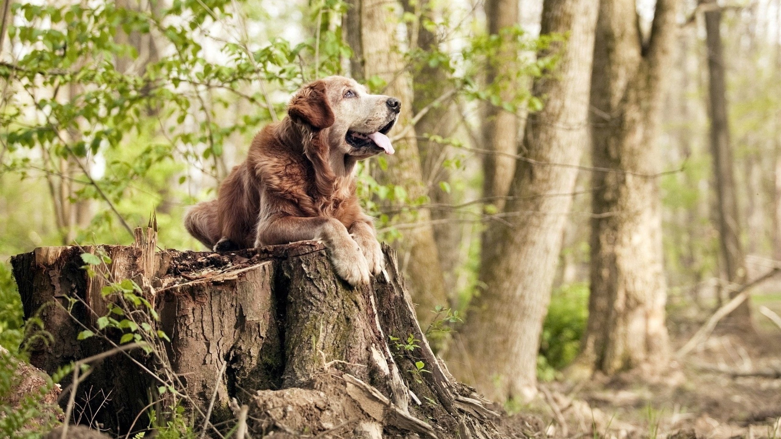 黄蜂主场成淬火地，平凡数据暗藏神兵，克莱·汤普森的关键先生密码