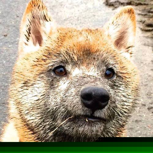 地火寒锋，西决生死战的冰岛式收割与赤焰韩国的驯服