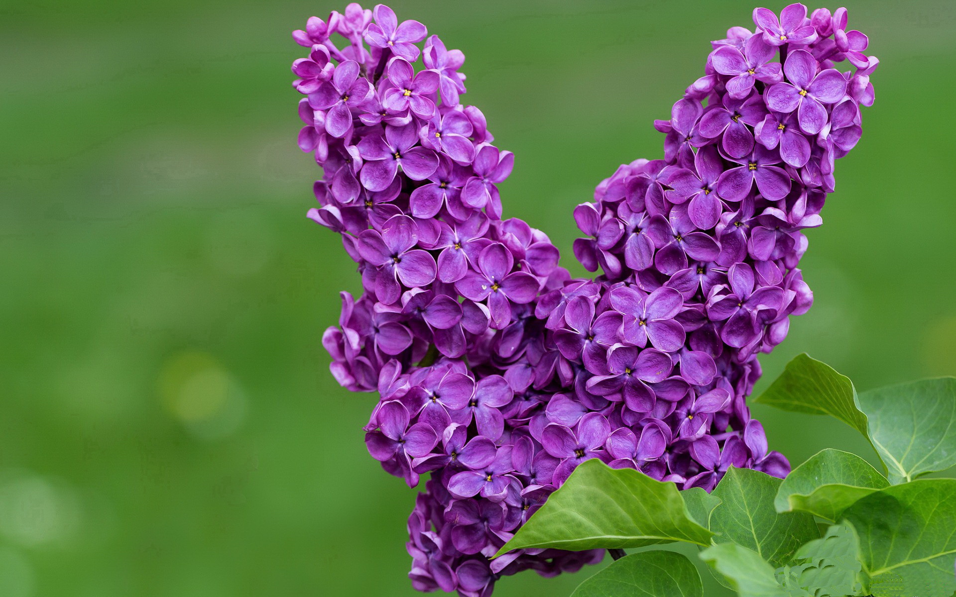无双战场,小贾伦东决关键战接管比赛,猛龙鏖战险胜活塞