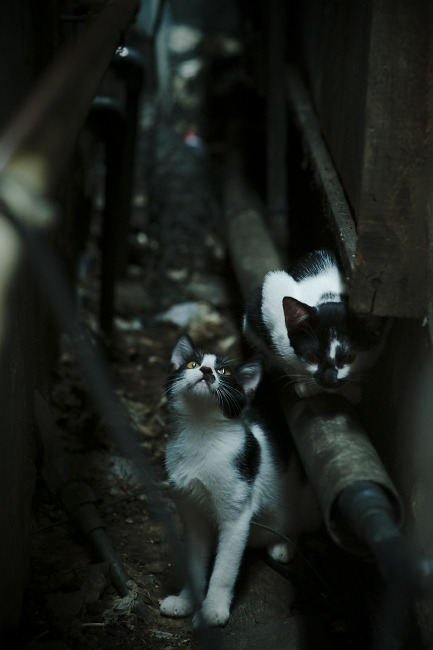 当欧冠决赛激情碰撞篮球场,步行者加时险胜新疆队,跨界焦点战引爆全球目光