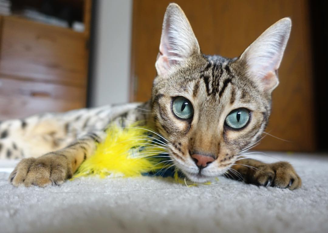 东决战场上的爱尔兰与苏格兰,当篮球遇上血脉与迁徙的叙事