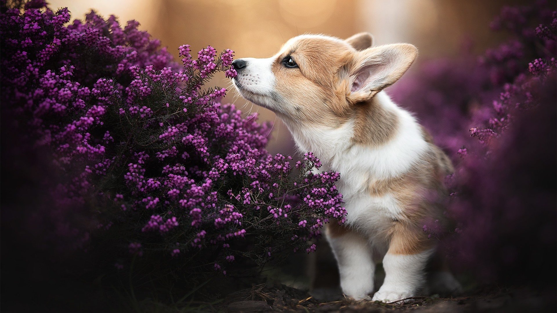 绝杀与统治的悖论,当胜利属于雷霆,历史却由浓眉书写