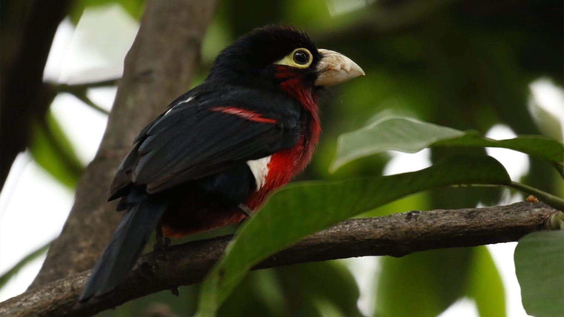 跨越海洋的领袖，保罗双城记