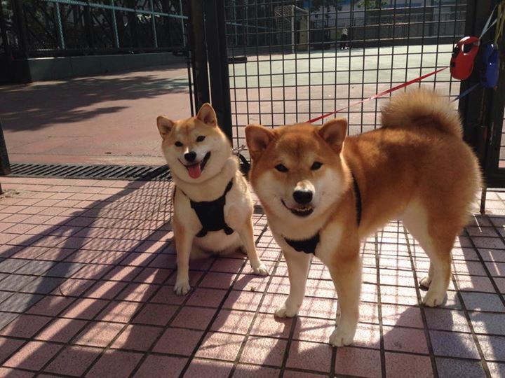 楚阿梅尼雷霆一击，法国提前破解乌拉圭谜题