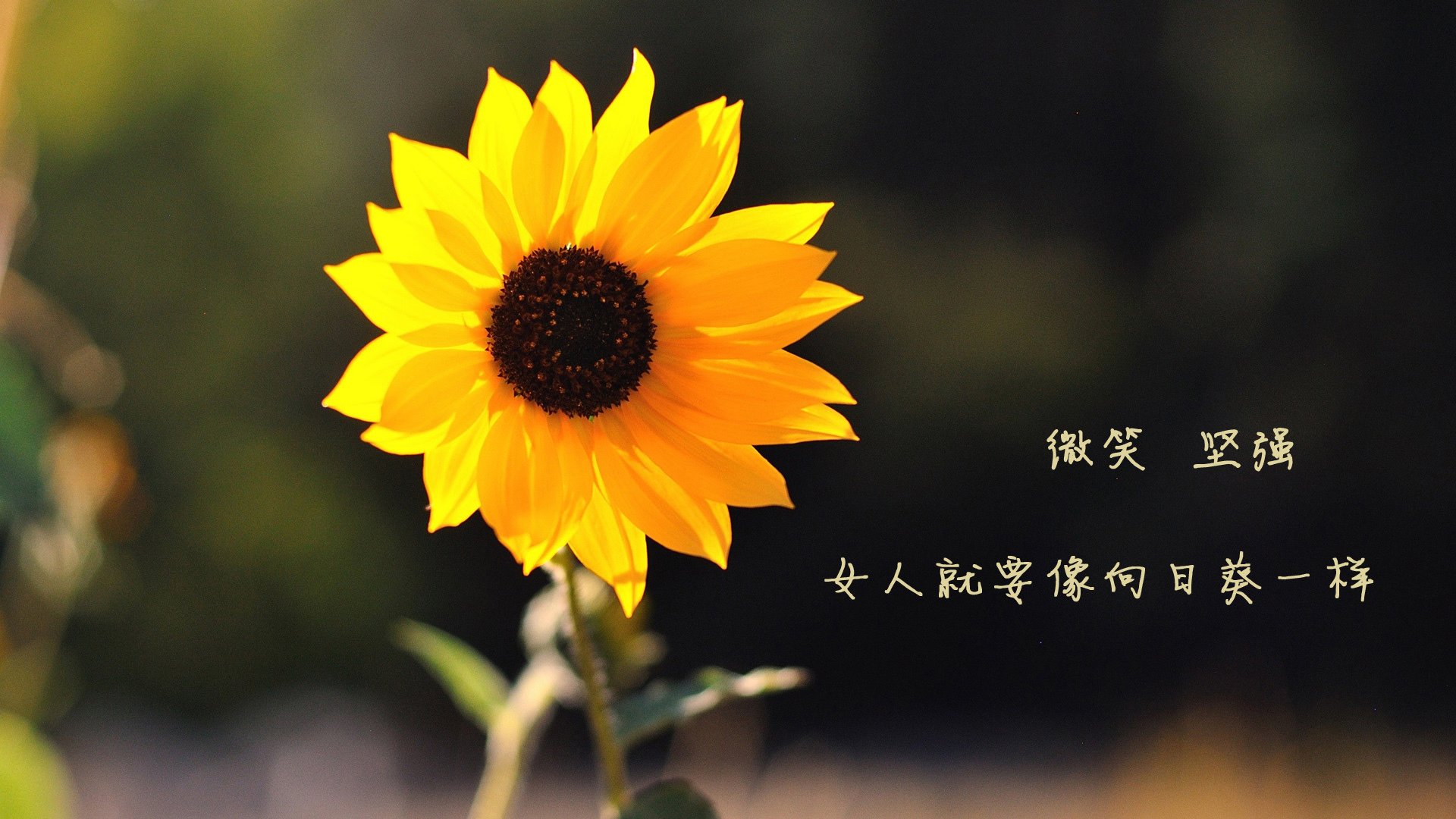 冰与火之歌,2026世界杯的复仇与救赎