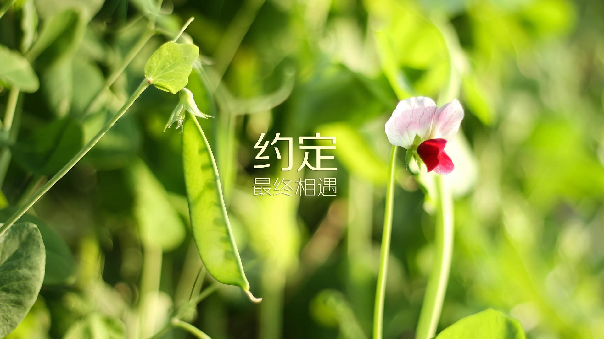 让我先为你构思一个独特而震撼的标题，然后展开这唯一性的故事